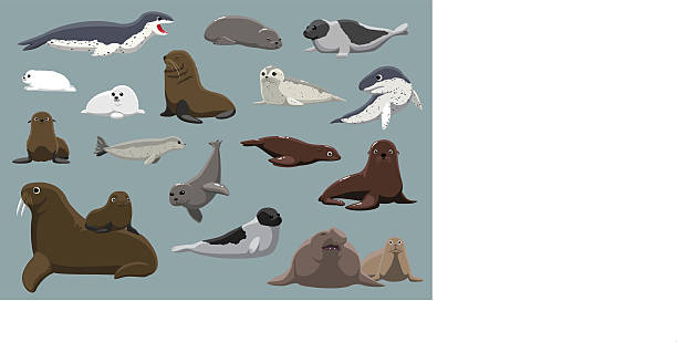 illustrazioni stock, clip art, cartoni animati e icone di tendenza di vari set di guarnizioni di fumetto illustrazione vettoriale - sea lion