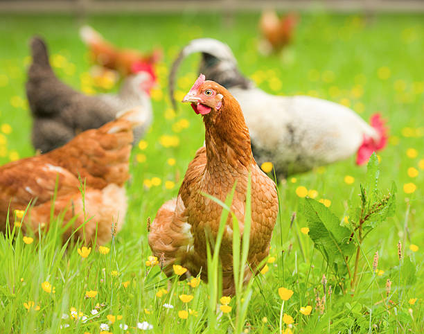 Free range organic chickens in springtime Close-up on a free range, organic hen in lush springtime pasture grass and flowers, with several other chickens in the background. rhode island red chicken stock pictures, royalty-free photos & images