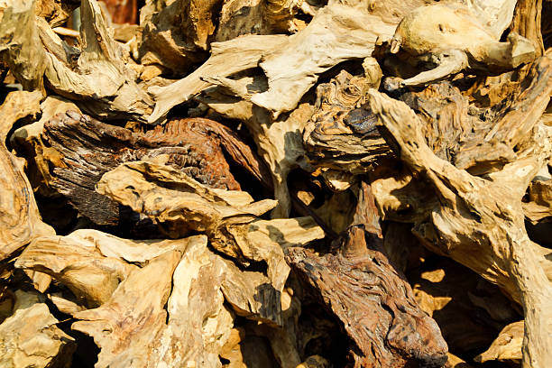 istock Large Trunk and Big Roots of Tree 499781995