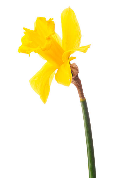 istock Daffodil flower or narcissus isolated on white background cutout 499782515
