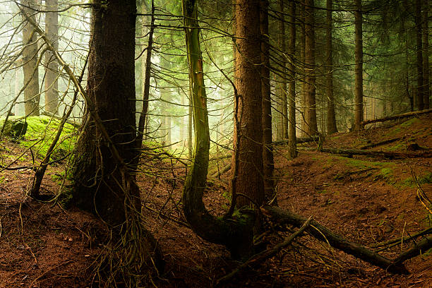 Fading daylight creates a mysterious atmosphere in dark spruce tree forest at dusk