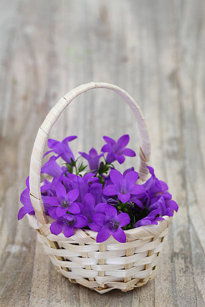 istock Thank you note and Campanula bell flowers in wicker basket 499782819