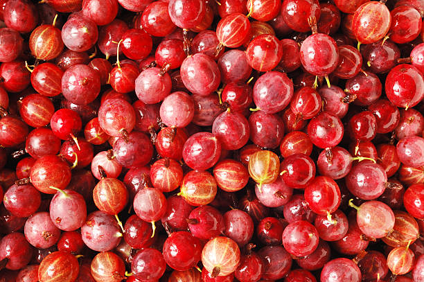 istock lot of gooseberry 499783033