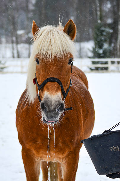 cavalo de bebidas - winter snow livestock horse imagens e fotografias de stock