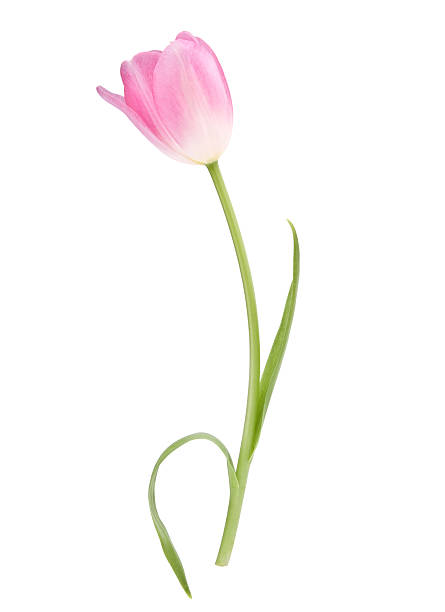 istock Pink tulip  flower 499784575