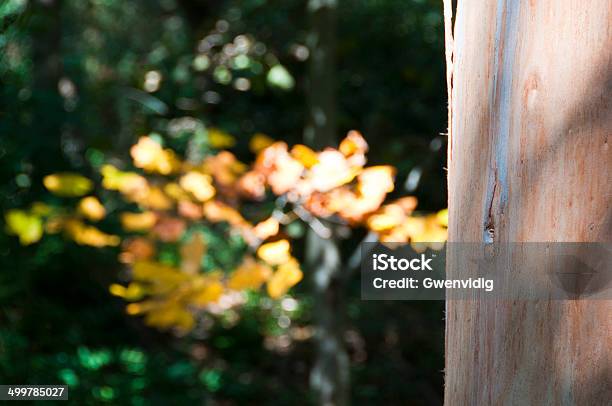 Photo libre de droit de Eucalyptus banque d'images et plus d'images libres de droit de En bois - En bois, Eucalyptus, Feuille