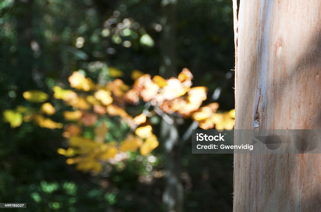 Eucalipto - Foto stock royalty-free di Albero di eucalipto