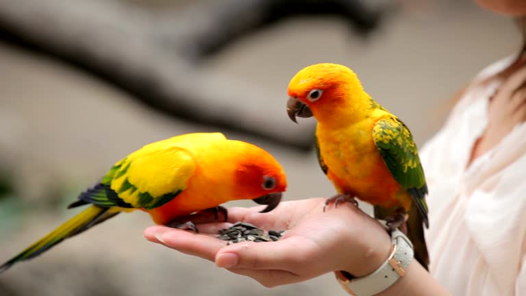Why Birds and Their Songs Are Good for Our Mental Health Why Birds and Their Songs Are Good for Our Mental Health