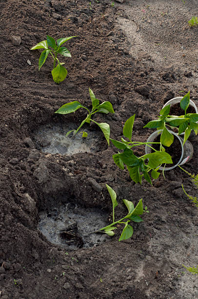 istock planting peppers in the ground in spring 499799112