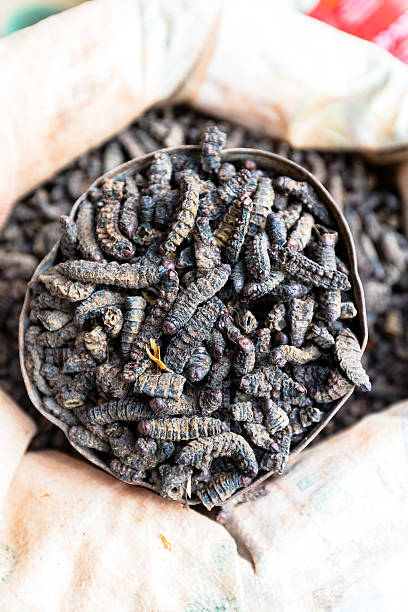 istock Smoked silkworms, Burkina Faso 499799392