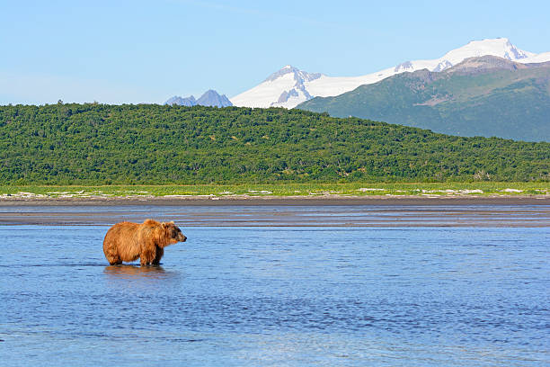 istock Grizzly Waiting for Lunch 499799578