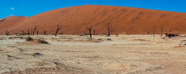 Photo of dead trees in deavlei, Namibia