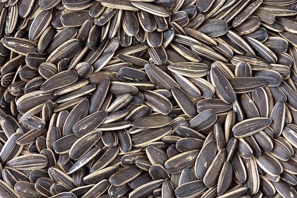 istock Sunflower seeds in the tray 499800996