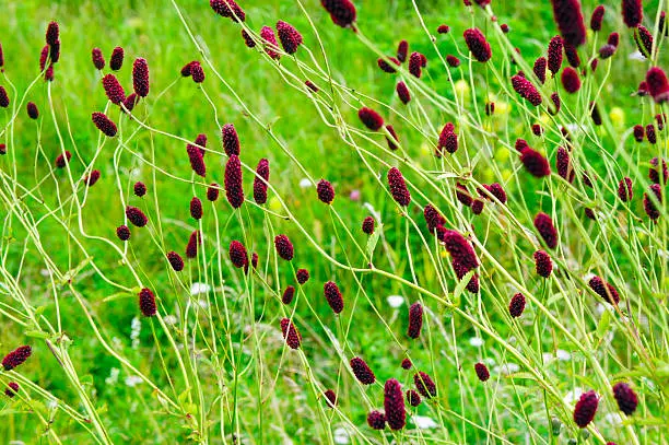 Photo of burnet closeup summer day