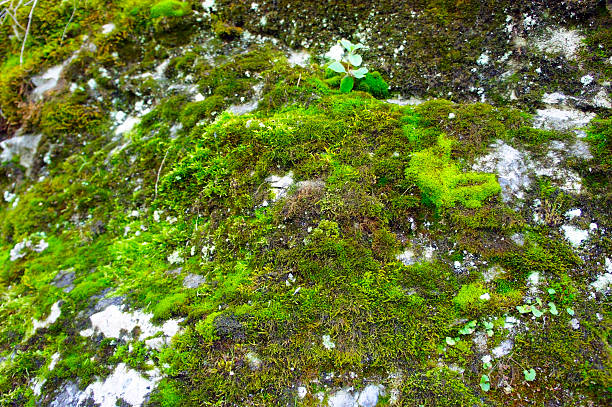 istock moss and lichen on a rock close-up 499802586