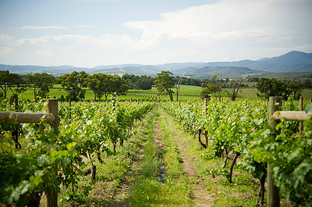 yarra valley winery - agriculture winemaking cultivated land diminishing perspective foto e immagini stock