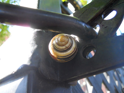Photo of a snail on a gate latch.