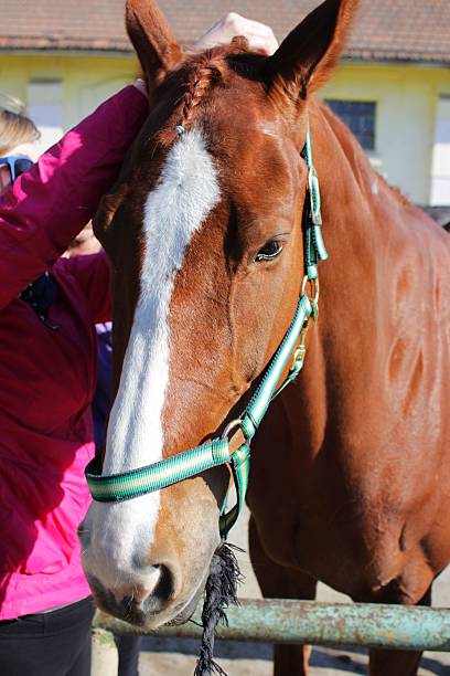 istock Saddling the chestnut horse 499803662