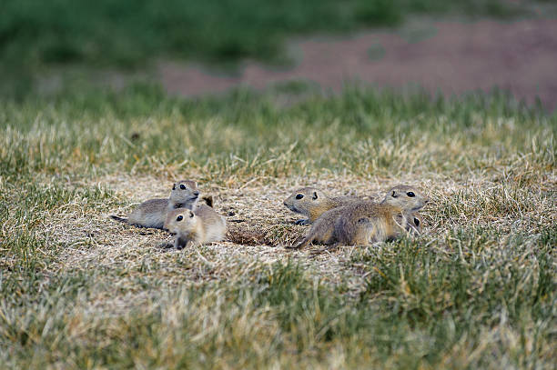 Prairie Dogs family in the fields stock photo