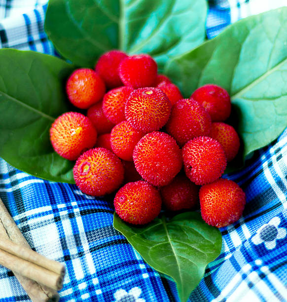 wild strawberry stock photo