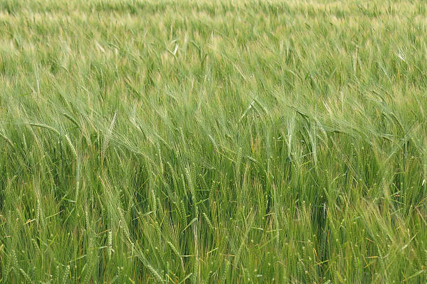 istock field of barley 499805285