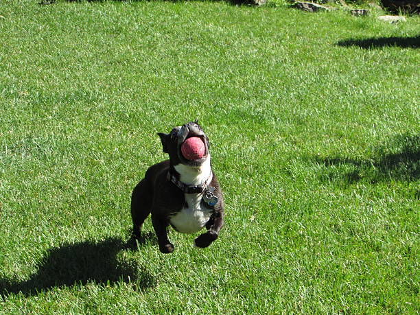 istock Boston Terrier catching tennis ball 499805370