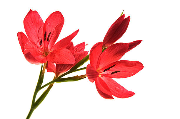 istock Bunch of kaffir lilies isolated on white 499805712