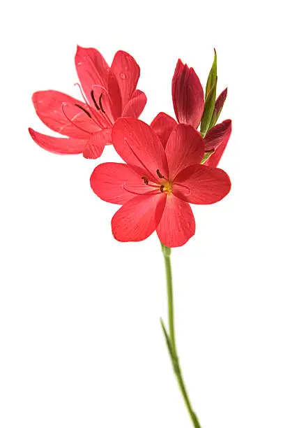 Photo of Bunch of kaffir lilies isolated on white