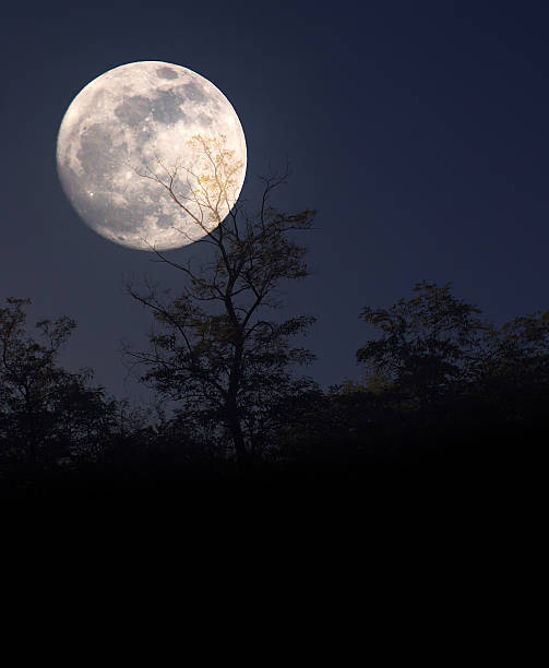 sagoma albero nel chiaro di luna - satellite view foto e immagini stock