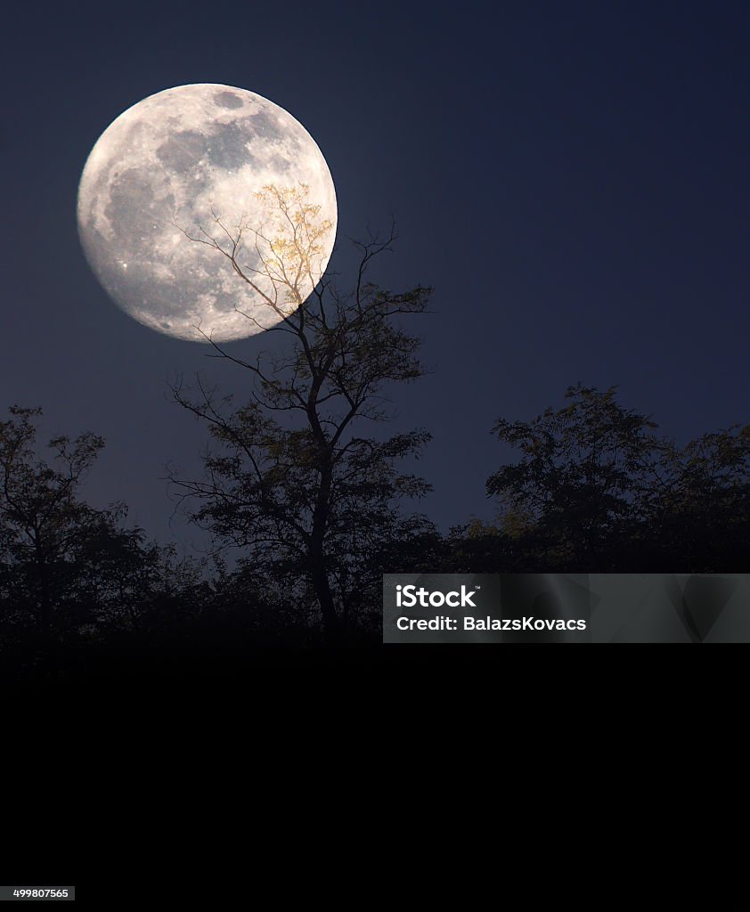 Tree silhouette in moonlight Full Moon Stock Photo