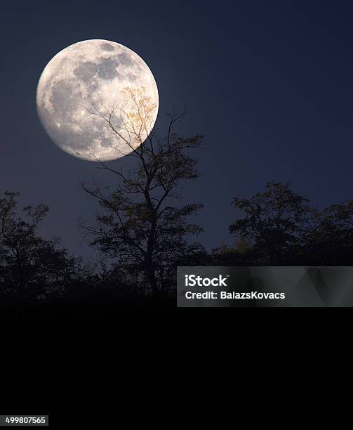 Tree Silhouette In Moonlight Stock Photo - Download Image Now - Full Moon, Moon, Planetary Moon