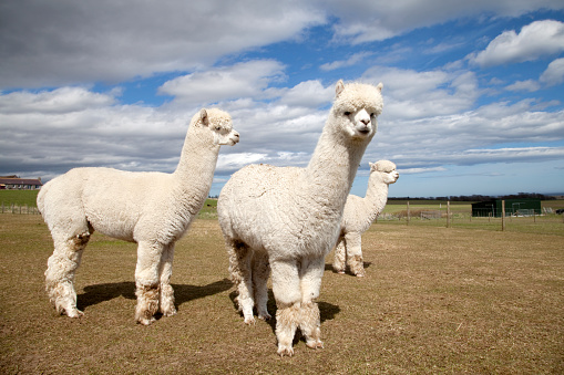 Cute Alpaca with blue eyes on farm. Beautifull and funny animal ( Vicugna pacos ) species of South American camelid.