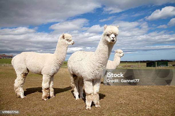 Alpacas On A Farm Scotland Stock Photo - Download Image Now - Alpaca, White Color, Group Of Animals