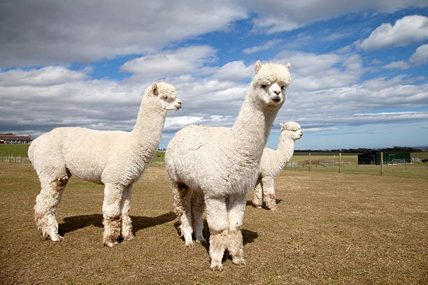 alpacas em uma fazenda, escócia - alpaca - fotografias e filmes do acervo