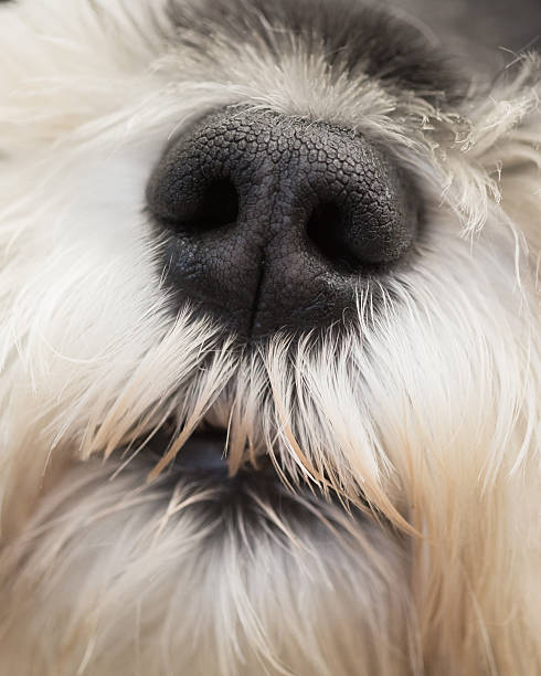 istock Dog Face Nose Closeup 499807913