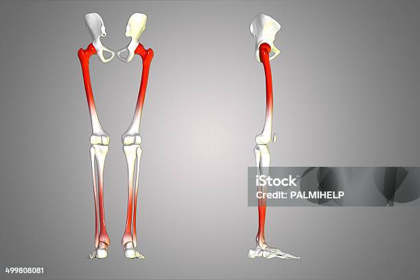 Moderno Con Las Piernas Foto de stock y más banco de imágenes de Articulación - Articulación, Columna - Parte del cuerpo, Columna vertebral humana