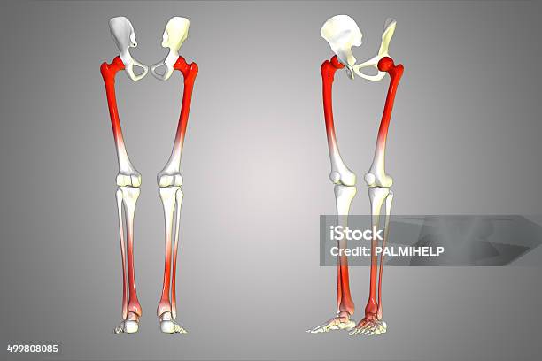 엉덩관절 레그스 3차원 형태에 대한 스톡 사진 및 기타 이미지 - 3차원 형태, 볼기뼈, 견갑골