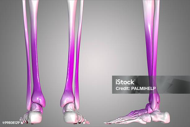 Pernas Humana - Fotografias de stock e mais imagens de Articulação - Parte do corpo - Articulação - Parte do corpo, Coluna vertebral - Parte do corpo, Coluna vertebral humana