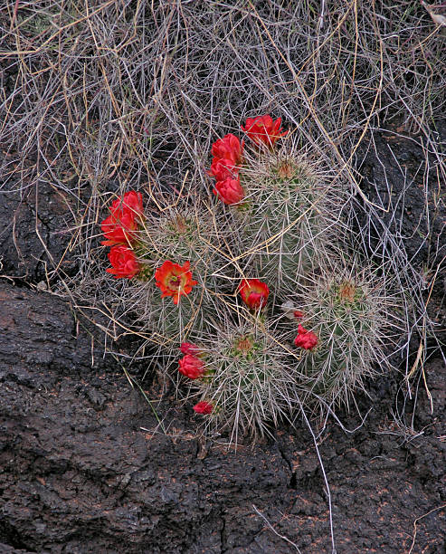 claret cup cactus - claret cup stock-fotos und bilder