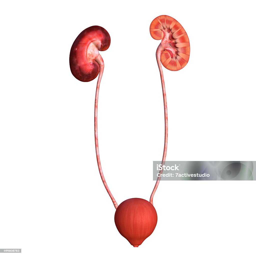 Kidneys The kidneys are bean-shaped organs that serve several essential regulatory roles in vertebrate animals. Anatomy Stock Photo