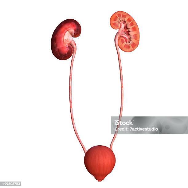 Kidneys Stock Photo - Download Image Now - Anatomy, Biology, Biomedical Illustration