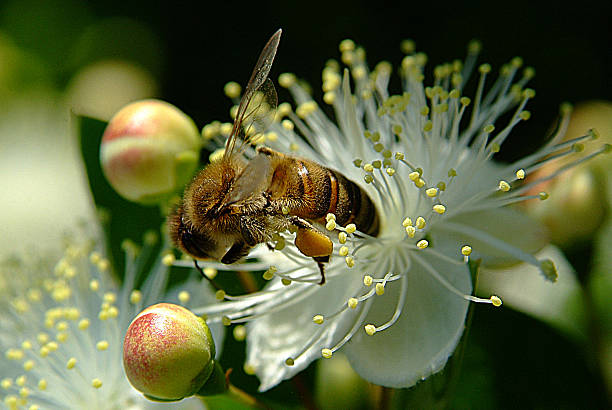 myrtus comminis - hued стоковые фото и изображения