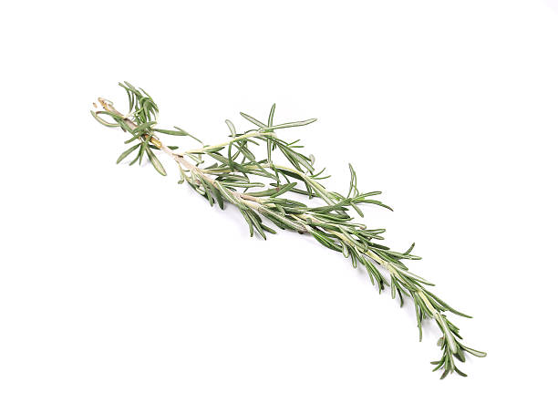 istock Twig of rosemary. 499809705