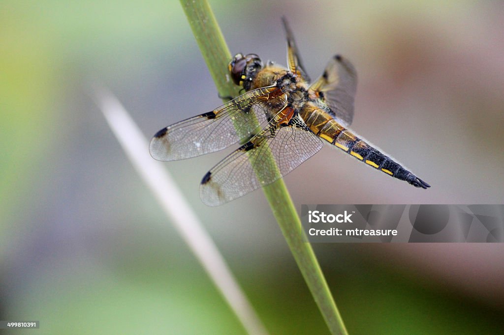 영국 브라운 잠자리 이미지/공통접지 잠자리/four-spotted chaser (Libellula quadrimaculata) - 로열티 프리 갈대속-벼과 스톡 사진