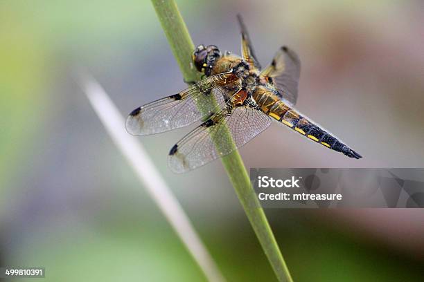 영국 브라운 잠자리 이미지 공통접지 잠자리 Fourspotted Chaser 갈대속-벼과에 대한 스톡 사진 및 기타 이미지