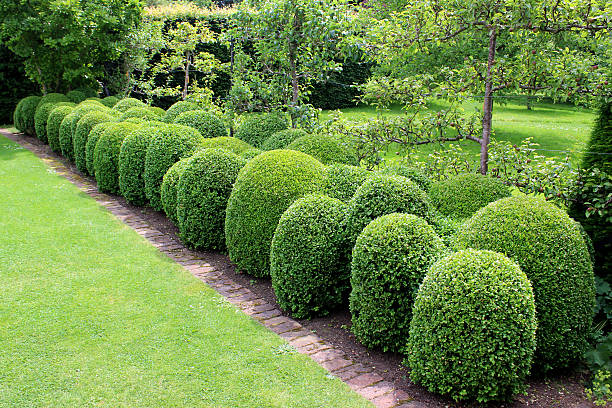 Image of clipped box hedging / boxwood / buxus balls / topiary hedge Photo showing an unusual boxwood hedging (buxus sempervirens), where the box plants have been individually clipped as oval ball shapes and allowed to grow together at the edges, to form this undulating topiary hedge. pruning garden stock pictures, royalty-free photos & images