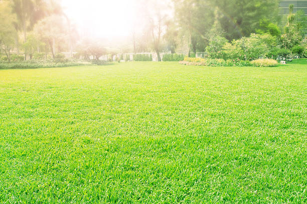 istock green grass meadow in park 499811122