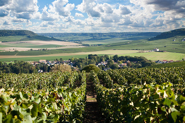 istock Vineyard with rows of grapes growing under a blue sky 499812132