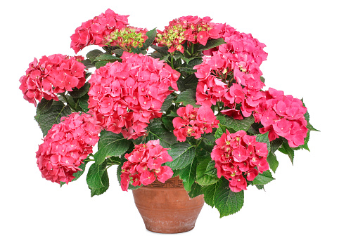 Isolated pink hydrangea, potted plant.