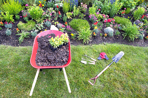 istock Transplanting celosia plants into a flower garden 499812617
